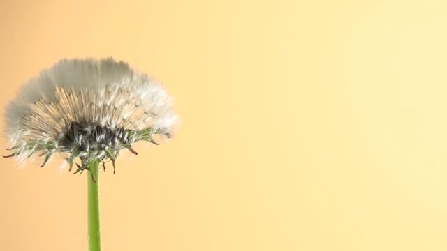  Dandelion seeds opens Time lapse.