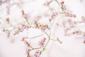 Pink flower background