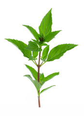 Sweet Basil isolated on white background