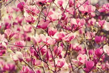 Blossoming of magnolia flowers in spring time, retro vintage hipster image