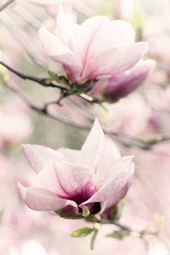 Fototapeta Blossoming of magnolia white flowers in spring time, retro vintage hipster image
