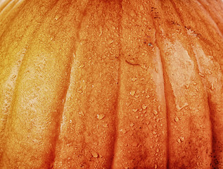 Big detail Halloween pumpkin on a white background