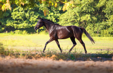 Black horse run on a forest  background on the sand