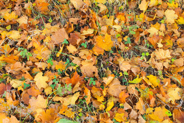 Background of fallen dry leaves