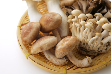 きのこの集合　Japan mushrooms set