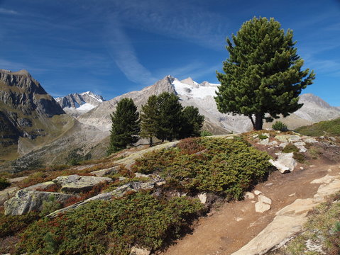 Weg im Aletschwald