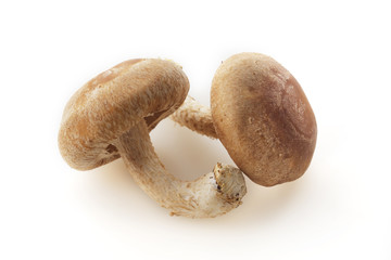 しいたけ　shiitake