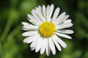 Heimischer Garten © Philipp
