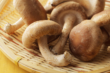 しいたけ　shiitake