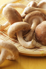 しいたけ　shiitake