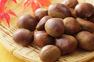 栗　Japan chestnuts