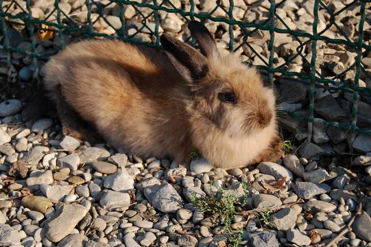 coniglio al parco di Ca di Sola (MO)