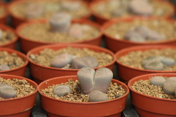 colorful cactus in pots.(selective focus)