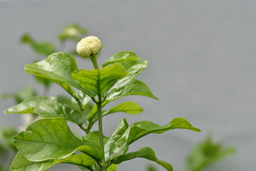 Jasmine bud