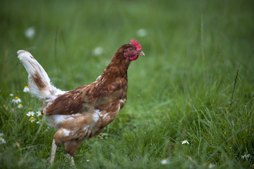 Huhn auf grüner wiese