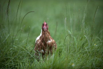 ein Huhn im grünen Gras
