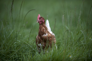 ein Huhn im grünen Gras