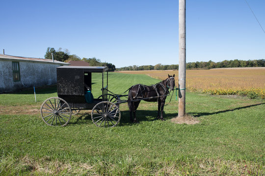 Amish Horse and Buggy