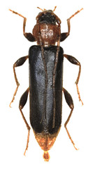 Violet Tanbark Beetle on white Background  -  Phymatodes testaceus  (Linnaeus, 1758)