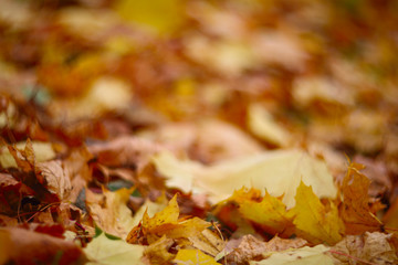 Autumn leaves on ground