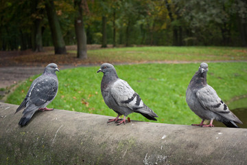 Parkowe gołębie