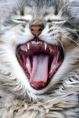 Cat with an open mouth,  kitten yawns