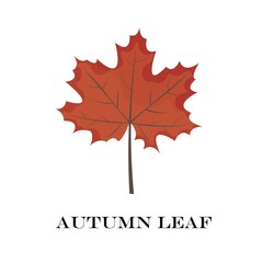 autumn leaves isolated on white background. simple cartoon flat style, vector illustration.