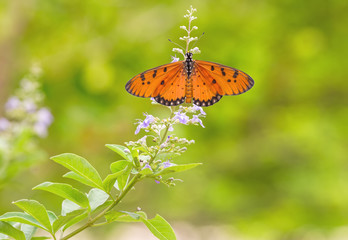 Close up white flower Vitex trifolia Linn or Indian Privet  and love butterfies on natural light