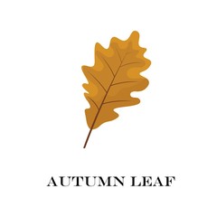 autumn leaves isolated on white background. simple cartoon flat style, vector illustration.