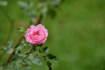 Pink rose