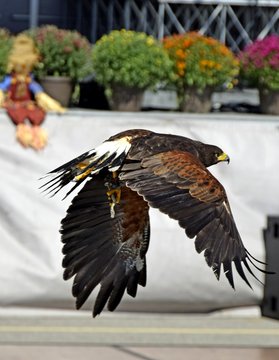 bird of prey gliding past the the stage during an Autumn outdoor event