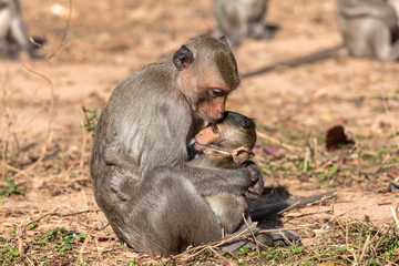Family monkeys ( Crab-eating macaque ) and baby cold and feeding in morning at the park of Thailand
