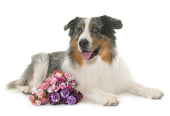 australian shepherd in studio