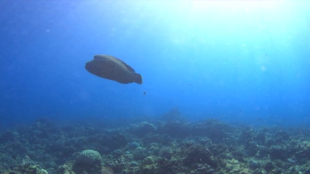 Napoleon on a coral reef. Humphead wrasse. 4k footage