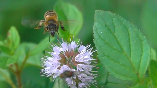 Bee and fly encounter clash on a purple flower