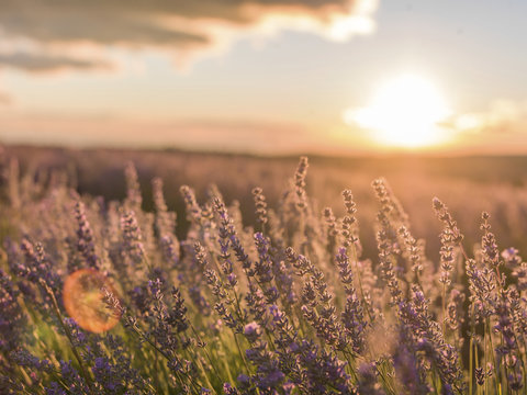 Scenic view of lavender flowers during sunset