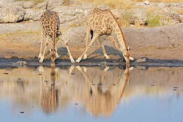 Naklejka premium Giraffen (giraffa camelopardalis) am Wasserloch (Etosha Nationalpark)