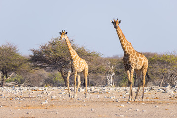 Naklejka na ściany i meble Couple of Giraffe walking in the bush on the desert pan, daylight. Wildlife Safari in the Etosha National Park, the main travel destination in Namibia, Africa.