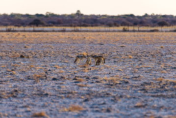 Group of Black Backed Jackals on the desert pan at sunset. Etosha National Park, the main travel destination in Namibia, Africa.