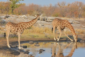 Giraffen (giraffa camelopardalis) am Wasserloch (Etosha Nationalpark)