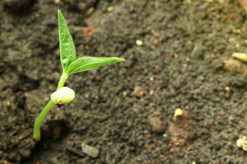 Young bean plant grow up in soil