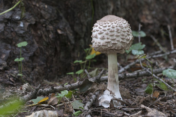 Macrolepiota procera mushroom