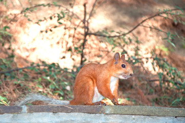 Squirrel red fur funny pets autumn forest on background wild nature animal thematic (Sciurus vulgaris, rodent)
