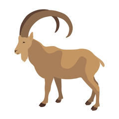 Wild  ram   vector illustration flat style