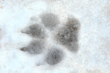 Frozen Paw Print