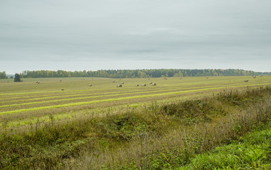 Autumn in the Village in russia nature