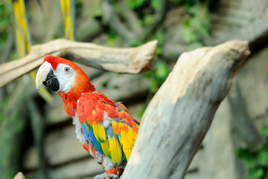 multi-colored parrot