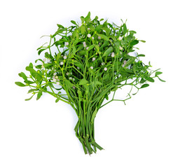 Bunch of mistletoe (Viscum album) isolated on white background