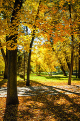 Naklejka premium Autumn in park