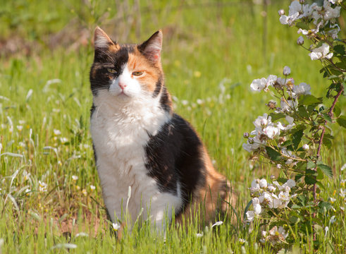 Beautiful calico cat sitting in grass next to wild blackberries in full bloom
